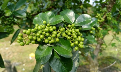 胎风丸的功效网—知名的胎风最新消息网站,分享胎丸药名知识